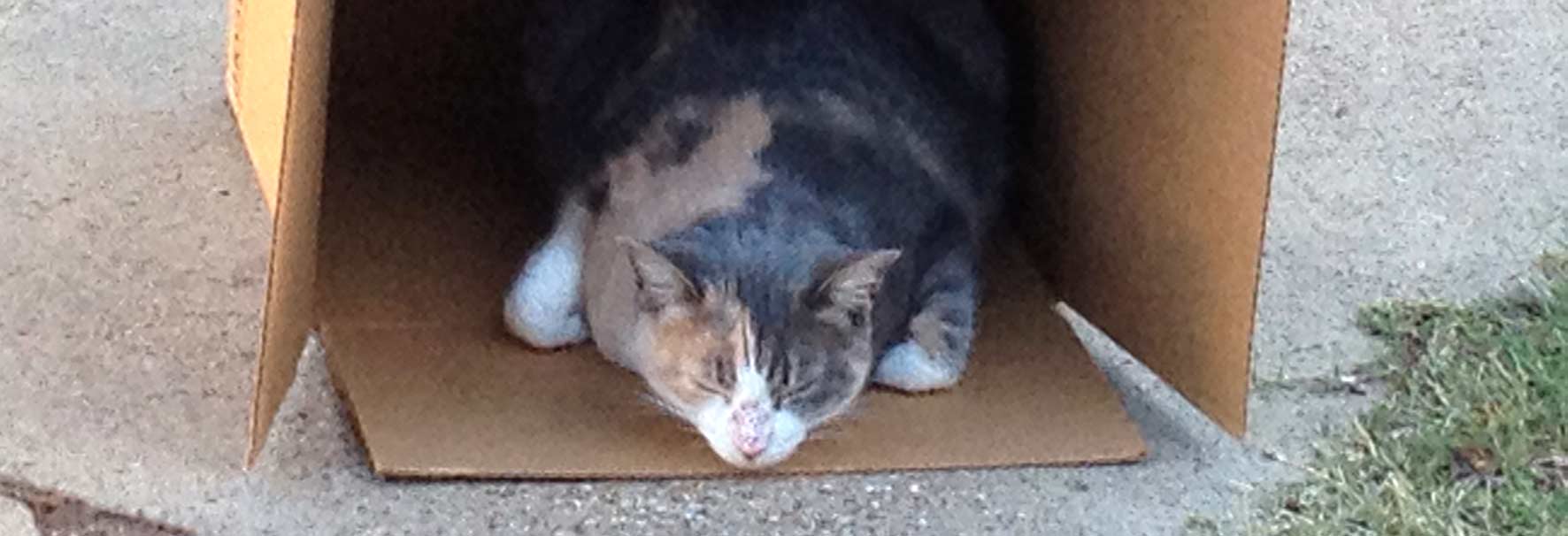 Kiri is napping in a box