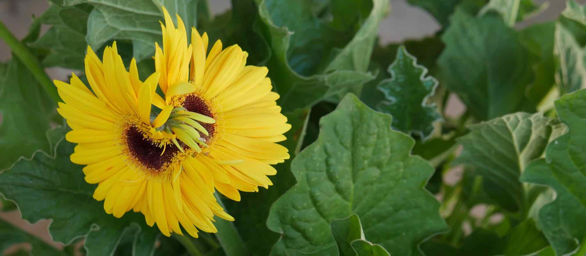 gerbera daisy twin blossoms in full bloom