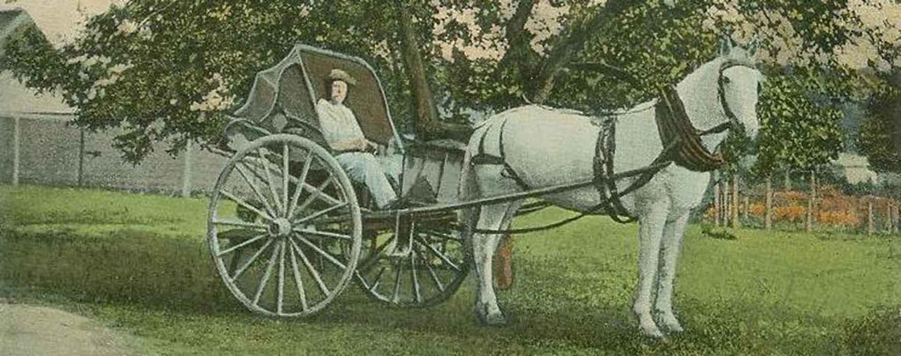 one-horse shay pulled by a white horse. Old postcard.