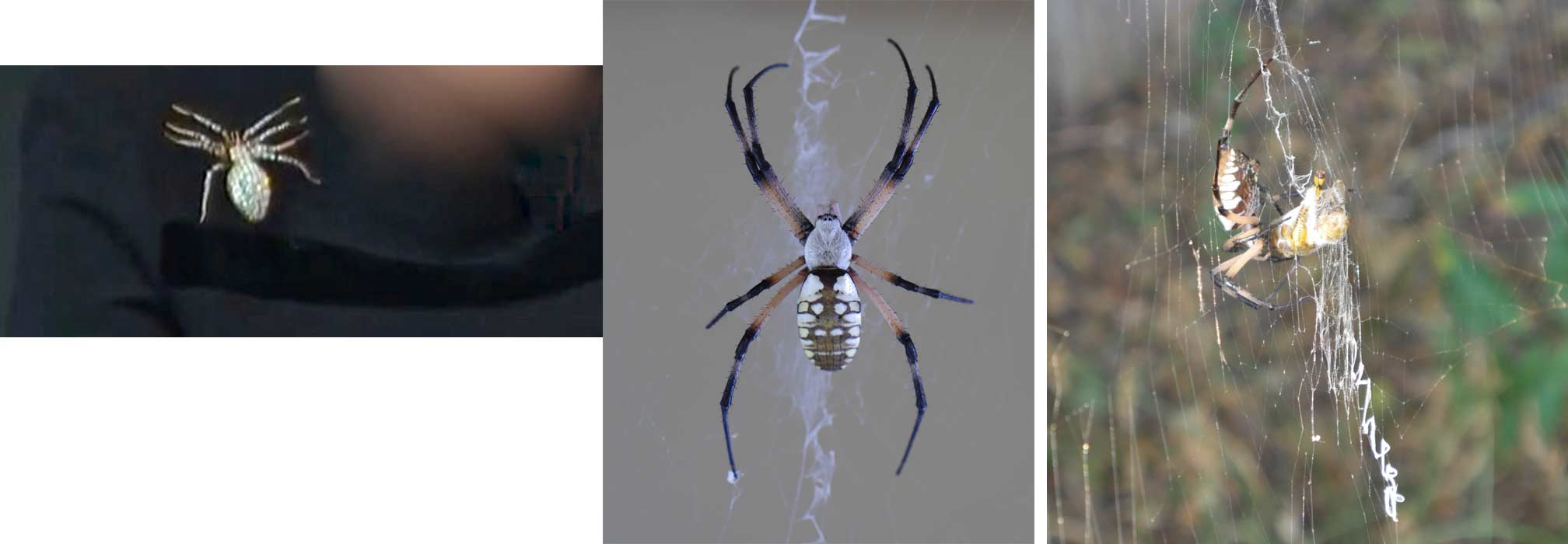 (left) spider brooch (center) Samantha the spider (right( Samantha wrapping a grasshopper in sticky filament