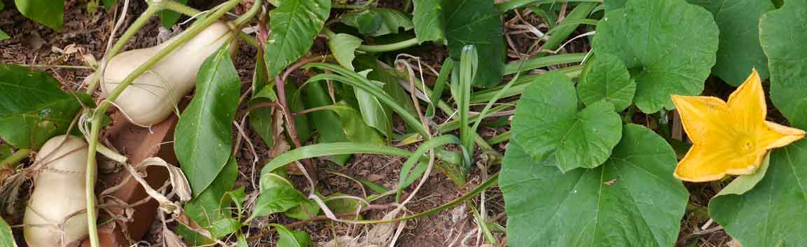 2 small butternut squash growing in flower bed, also 1 butternut blossom on vine