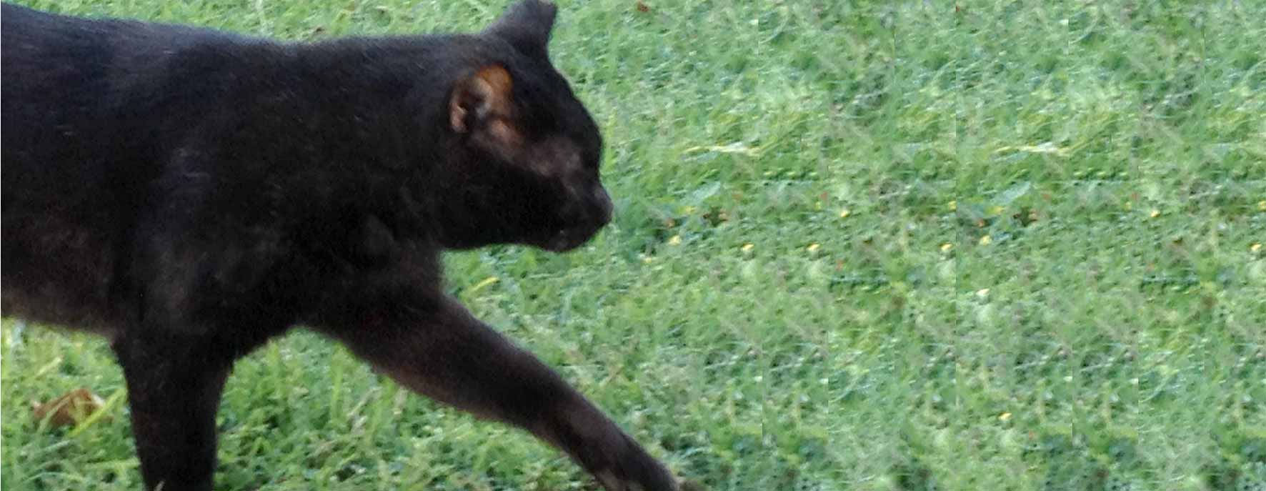 Sam goes away . . . fast