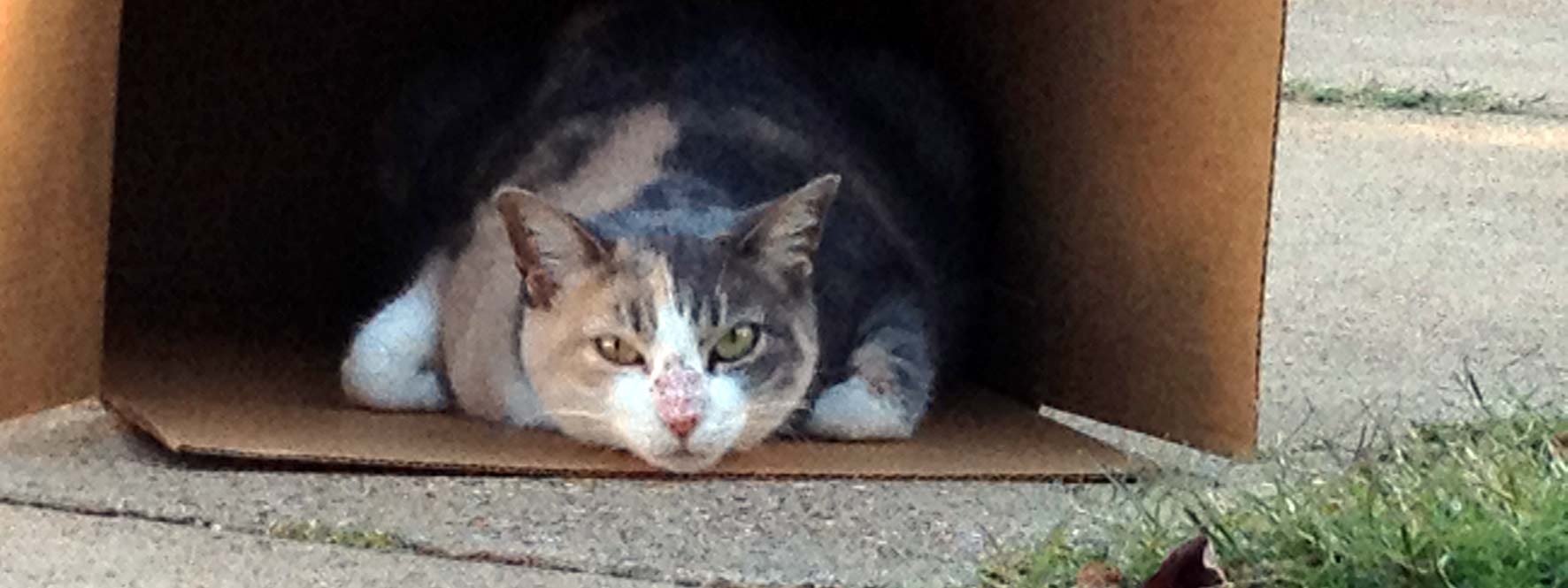 Kiri says: That Sam is a nap spoiler