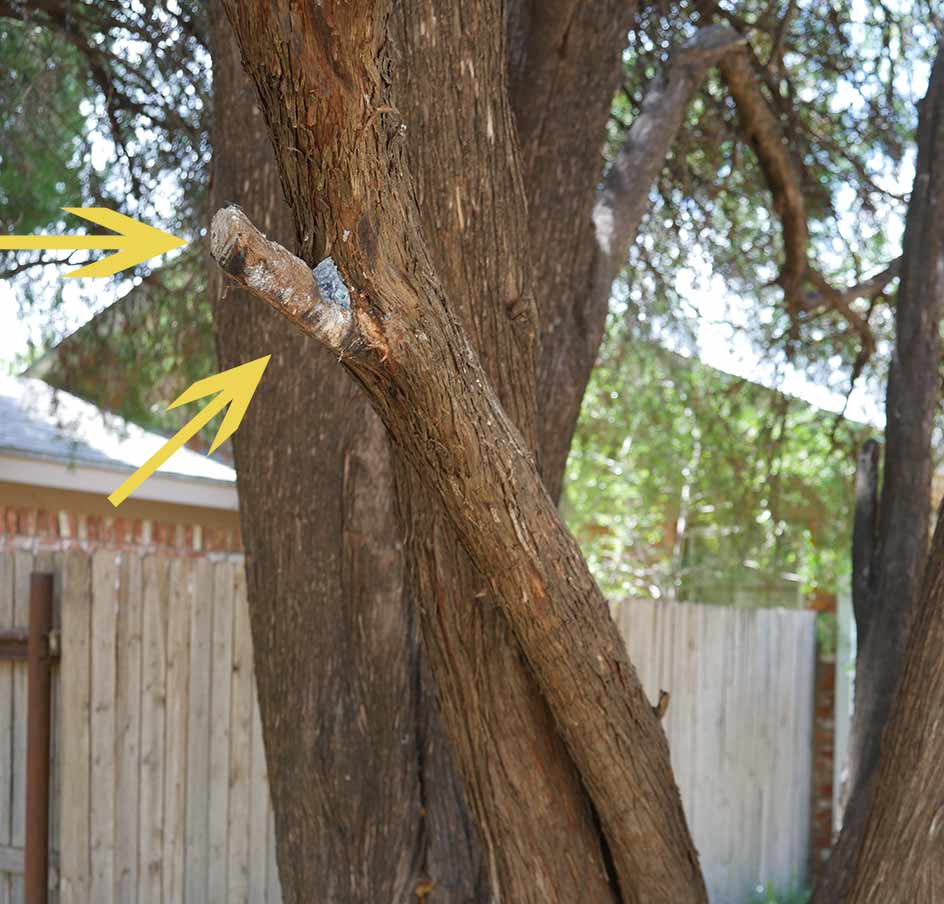 cedar tree that stopped the truck with yellow arrows pointing to sawed limb that pierced windshield and glass embedded in bark