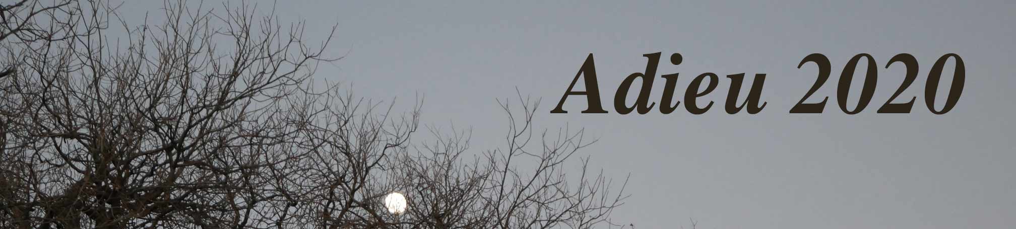 Moon as seen through bare tree branches