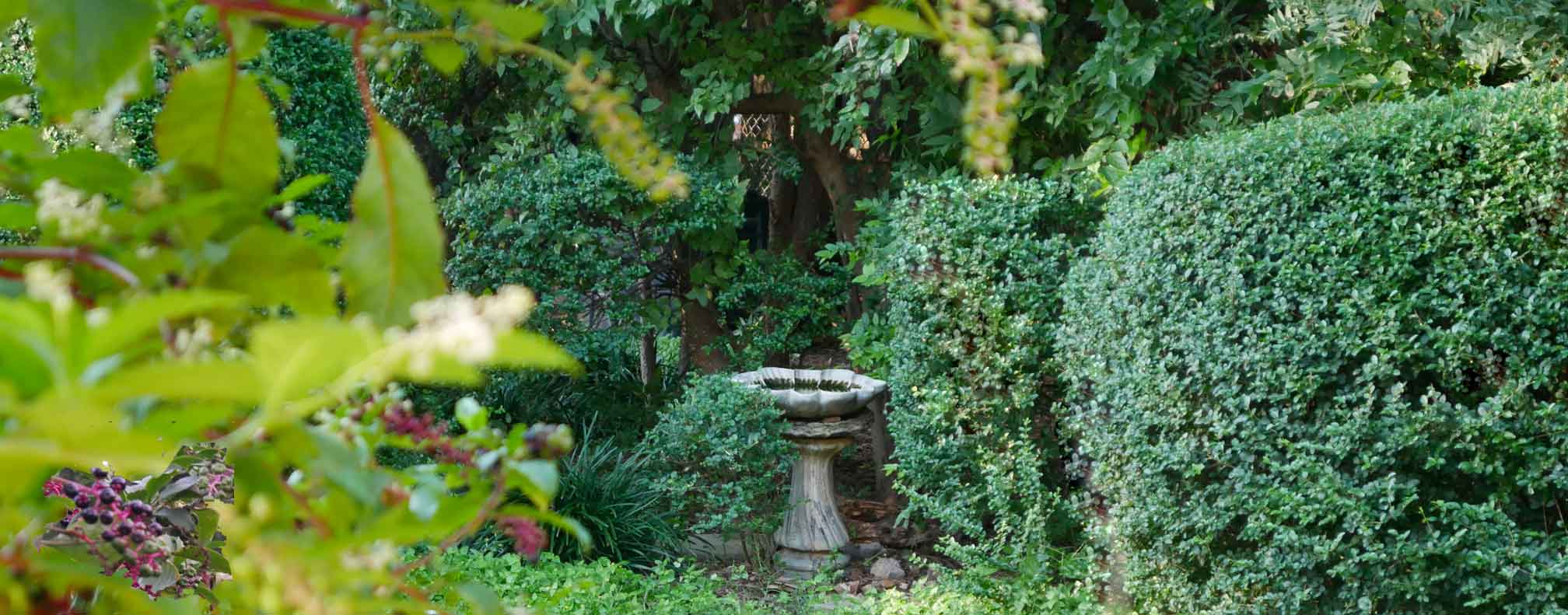 Looking through pokeberry bushes to bird bath and privet hedge.