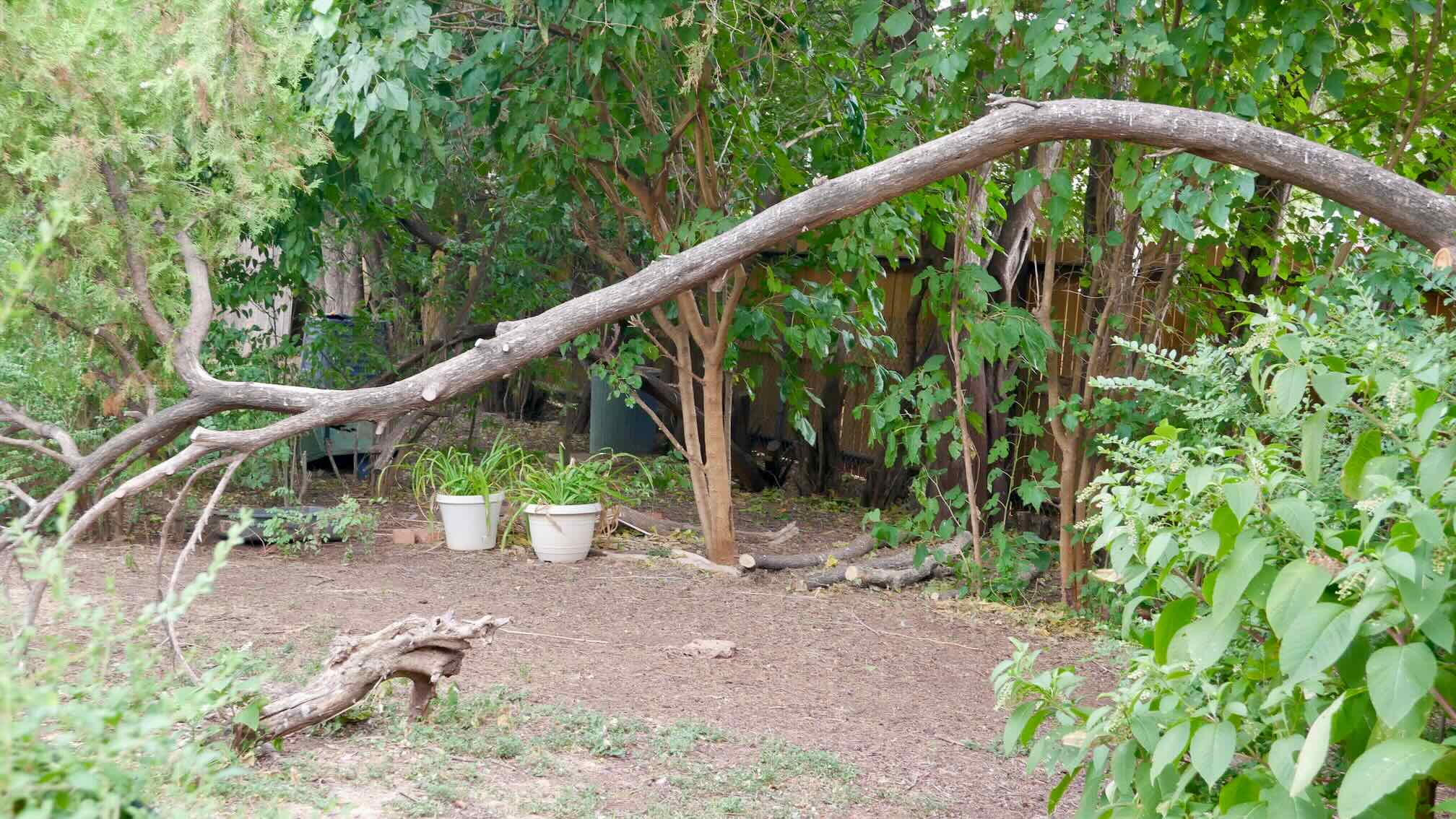 shady area with trees, shrubs, and potted plants