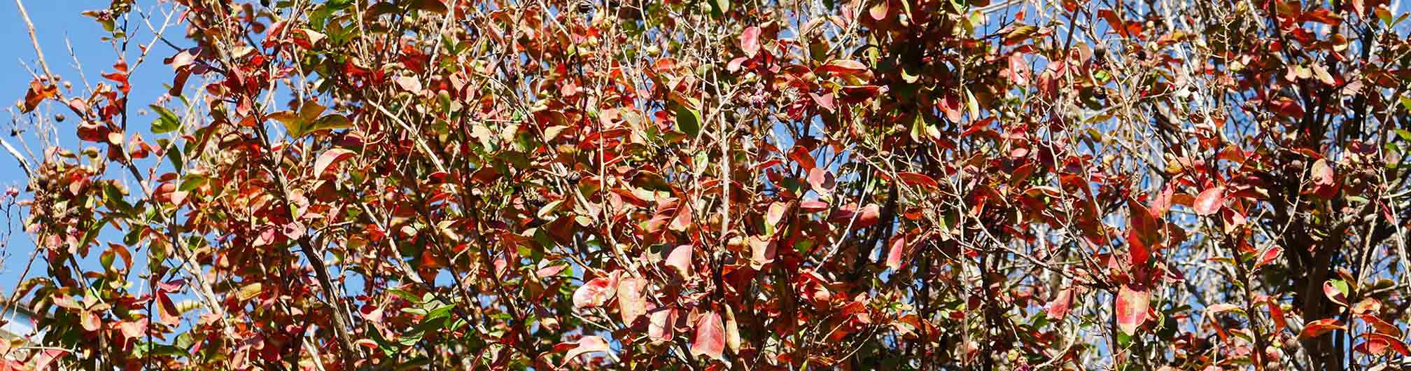 Crape myrtle showing autumn red
