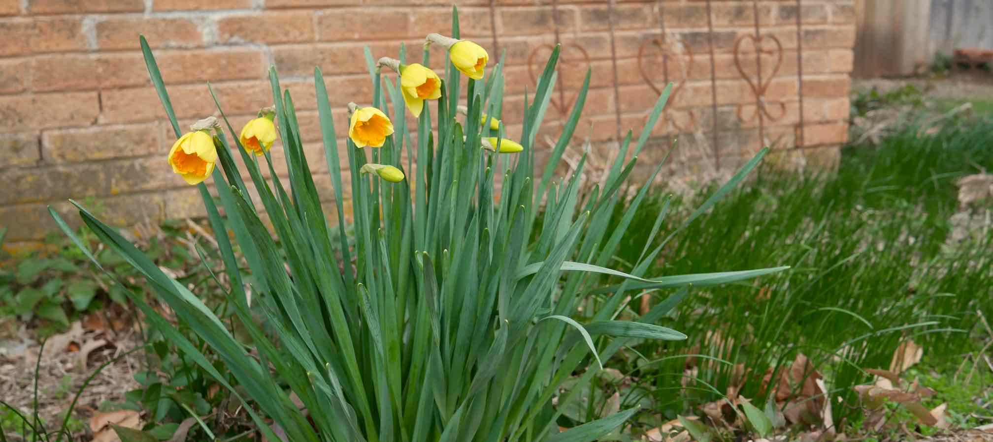 daffodil buds yellow with gold centers