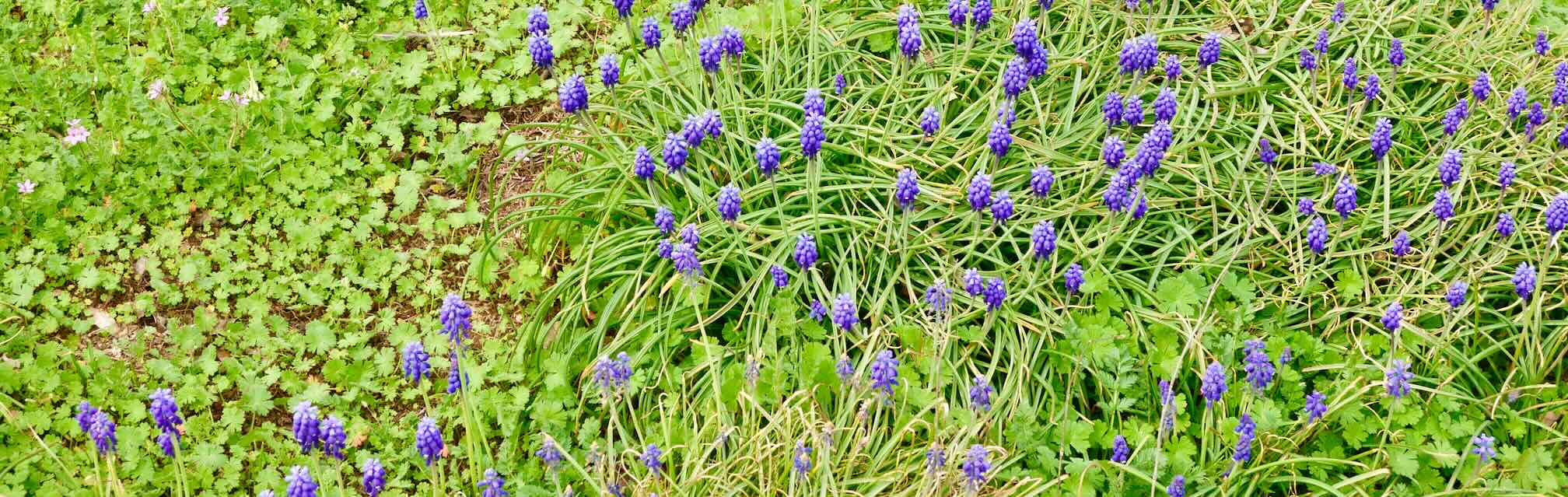 purple grape hyacinths in green foliage