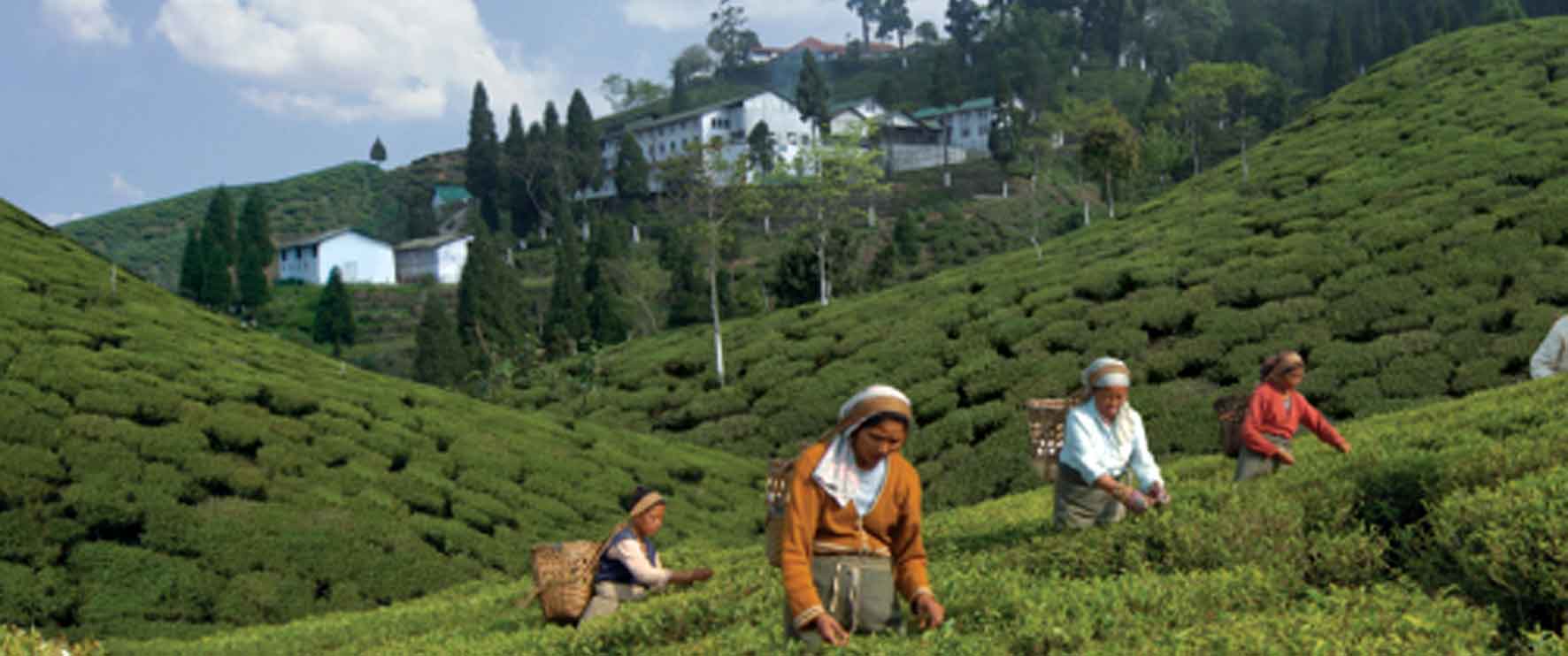 Workers gathering tea leaves in Darjeeling region