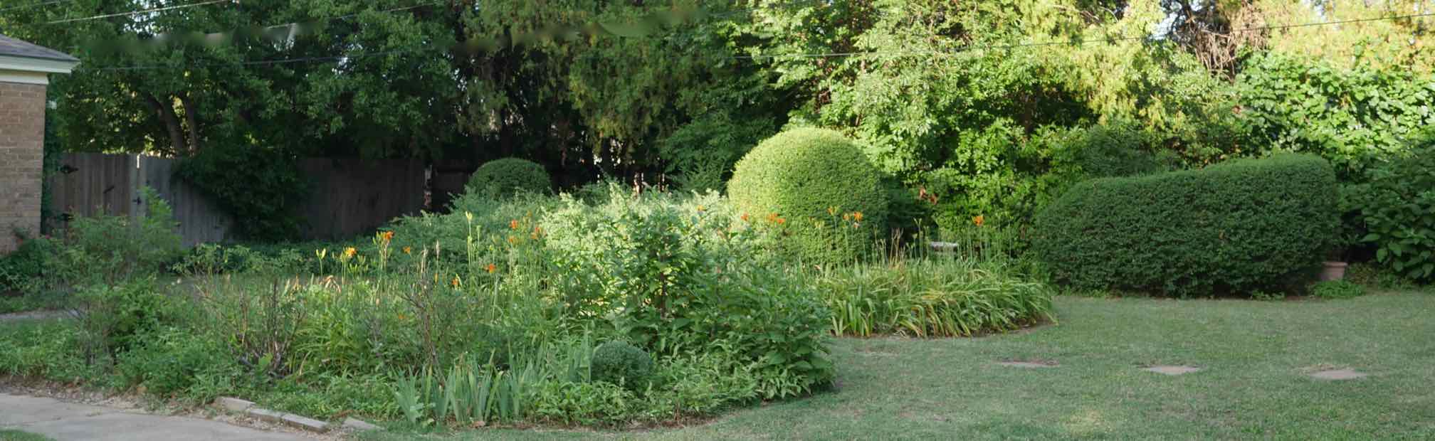 garden in early morning with trimmed shrubs and daylilies