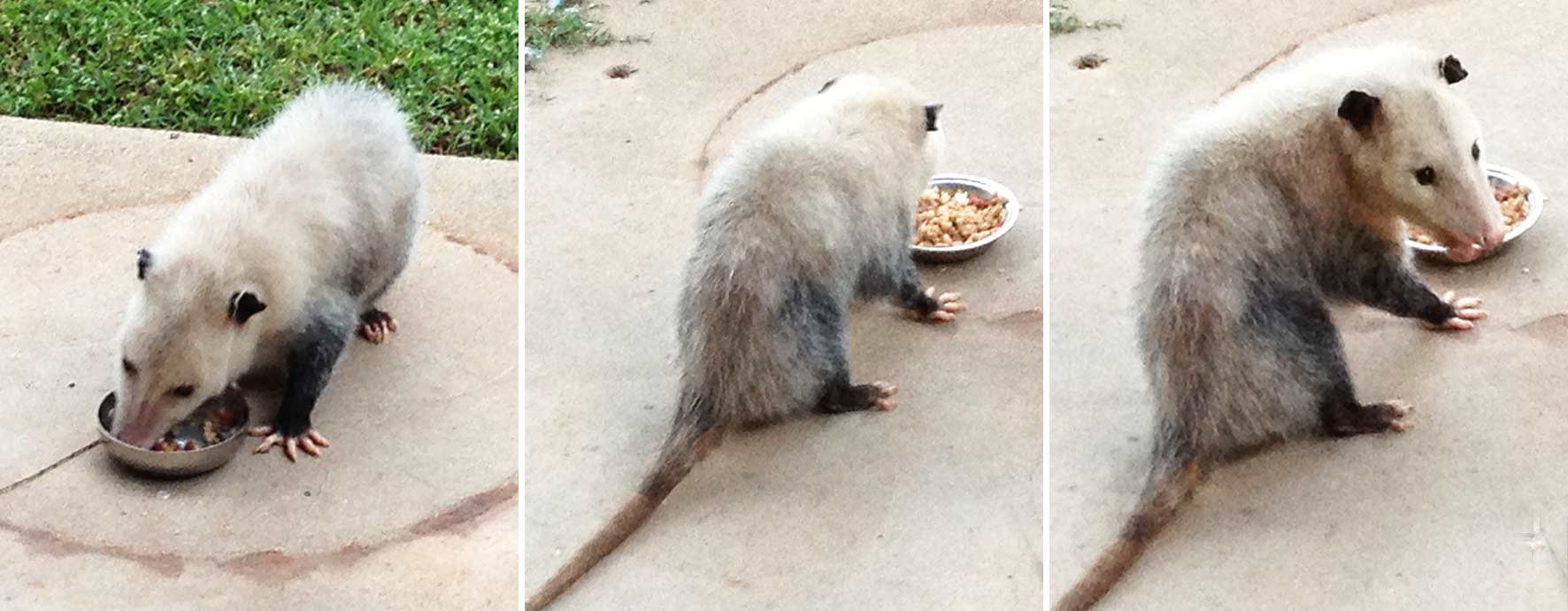 The small possum Petit Pogo of Provence-sur-la-Prairie dines