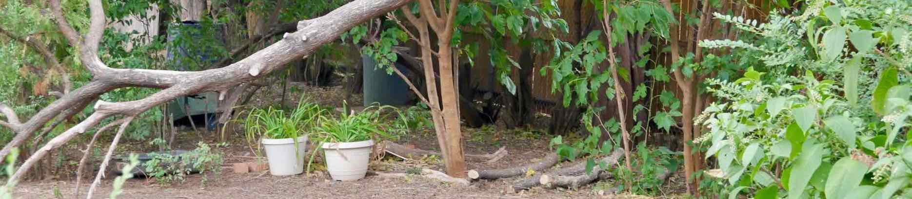 trees. shrubs and potted plants in shady area