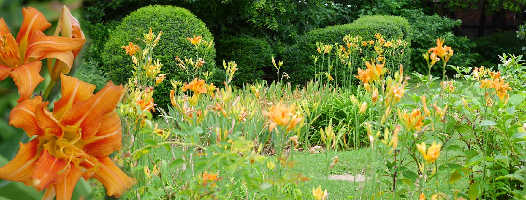 Daylilies chez Anne June 2017