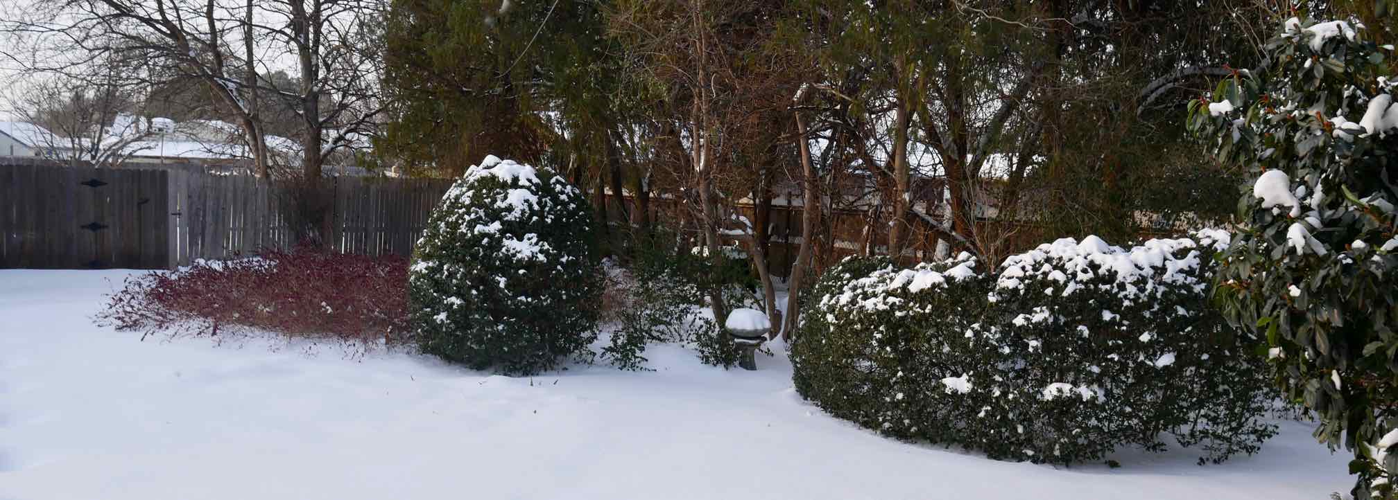 snow on shrubs, trees and ground