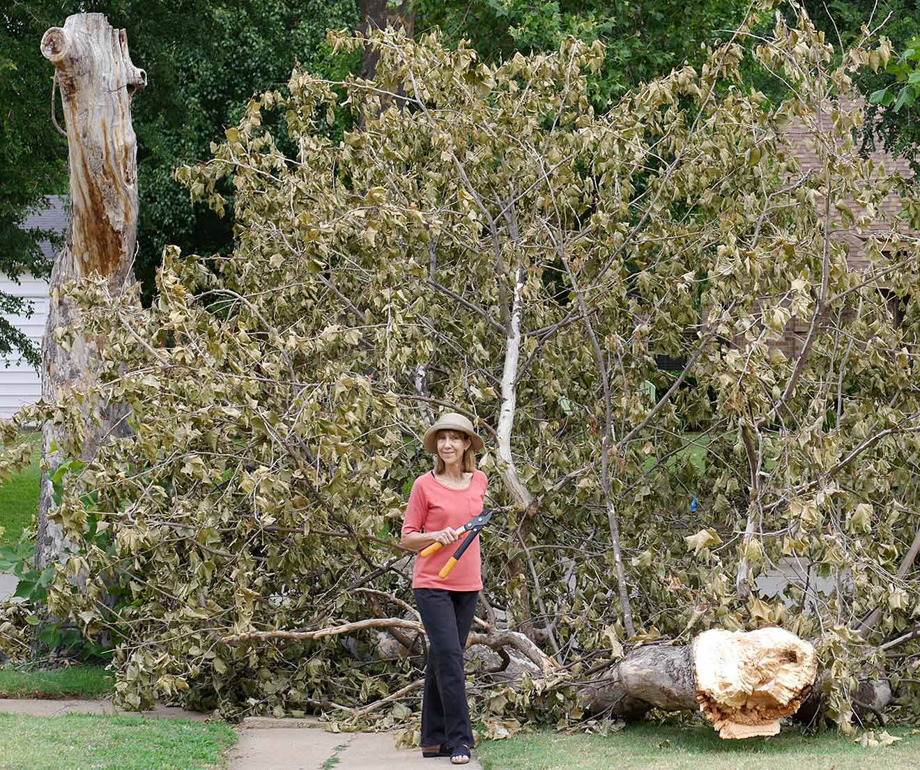 Anne with sycamore tree damaged in recent storm
