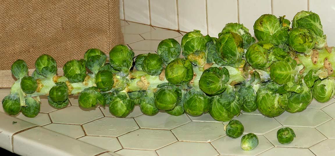 Brussels sprouts on stalk