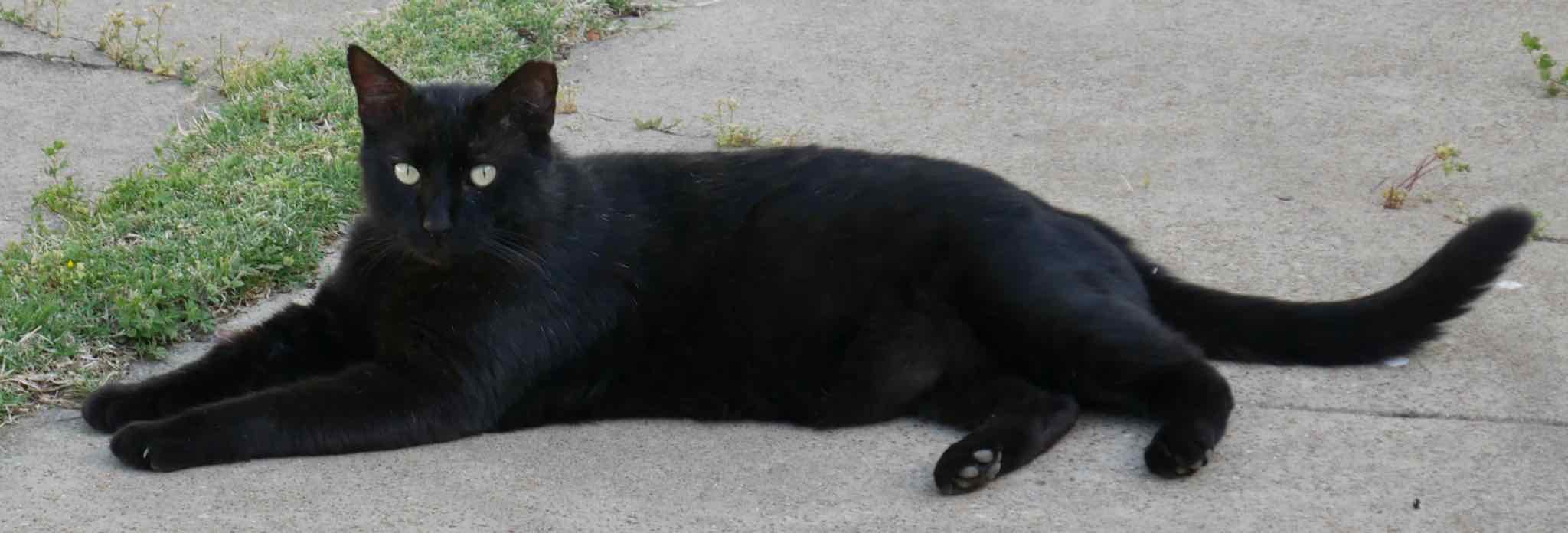 black cat stretched out on concrete driveway